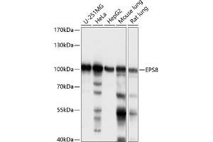 Western blot analysis of extracts of various cell lines, using EPS8 antibody (ABIN7266992) at 1:1000 dilution. (EPS8 抗体  (AA 1-200))