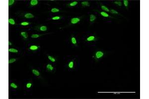 Immunofluorescence (IF) image for anti-Oligonucleotide/oligosaccharide-Binding Fold Containing 1 (OBFC1) (AA 1-368) antibody (ABIN1327268)