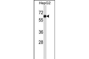 IGO1 Antibody (C-term) (ABIN657604 and ABIN2846602) western blot analysis in HepG2 cell line lysates (35 μg/lane). (AMIGO1 抗体  (C-Term))