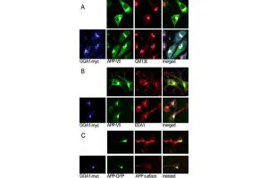 Immunofluorescence (IF) image for anti-Golgi-Associated, gamma Adaptin Ear Containing, ARF Binding Protein 1 (GGA1) antibody (ABIN3001508) (GGA1 抗体)