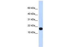 Image no. 1 for anti-Inhibitor of DNA Binding 4, Dominant Negative Helix-Loop-Helix Protein (ID4) (AA 71-120) antibody (ABIN6740294)