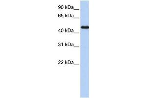 WB Suggested Anti-NR2F1 Antibody Titration:  0. (NR2F1 抗体  (N-Term))