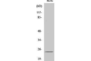 Western Blot analysis of various cells using SENP8 Polyclonal Antibody.
