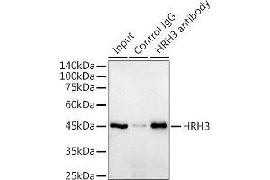 Immunoprecipitation analysis of 300 μg extracts of Raji cells using 3 μg HRH3 antibody (ABIN7267661). (HRH3 抗体)