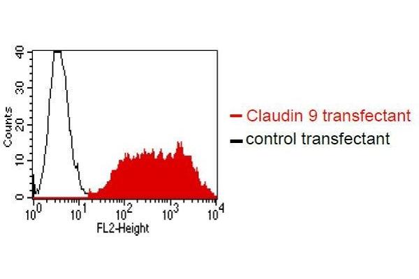 Claudin 9 anticorps