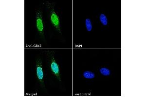 Immunofluorescence (IF) image for anti-Gastrulation Brain Homeo Box 2 (GBX2) (Internal Region) antibody (ABIN334408)