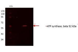 ATP5B antibody - N-terminal region  validated by WB using Proximal kidney tubules purfied from cortex at 1:1000. (ATP5B 抗体  (N-Term))