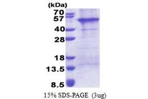 Adaptor-Related Protein Complex 1 Associated Regulatory Protein (AP1AR) (AA 1-302) protein (His tag)