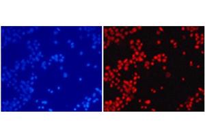Immunofluorescence analysis of 293T cells using DiMethyl-Histone H4-K20 Polyclonal Antibody (Histone H4 抗体  (2meLys20))