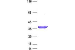 Western Blotting (WB) image for Transcription Elongation Factor A (SII)-Like 2 (TCEAL2) protein (DYKDDDDK Tag) (ABIN2733345)