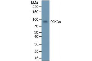 Mouse Capture antibody from the kit in WB with Positive Control: U937 cell lysate. (MMP 9 ELISA 试剂盒)