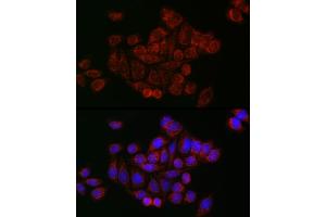 Immunofluorescence (IF) image for anti-Mitofusin 2 (MFN2) (AA 500-600) antibody (ABIN6143800)