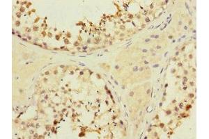Immunohistochemistry of paraffin-embedded human testis tissue using ABIN7160377 at dilution of 1:100 (MYBL1 抗体  (AA 503-752))