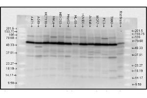 Western blot analysis of Hsp70 using the detection antibody.