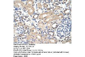 Rabbit Anti-EXOSC7 Antibody  Paraffin Embedded Tissue: Human Kidney Cellular Data: Epithelial cells of renal tubule Antibody Concentration: 4. (EXOSC7 抗体  (N-Term))
