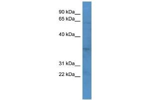 Western Blotting (WB) image for anti-Olfactory Receptor, Family 2, Subfamily J, Member 2 (OR2J2) (C-Term) antibody (ABIN2774266)