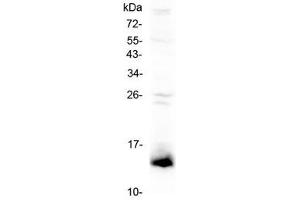 Western blot testing of mouse testis lysate with Tff2 antibody at 0.