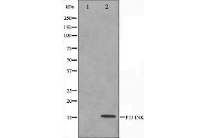 Western blot analysis on HeLa cell lysate using p15 INK Antibody. (CDKN2B 抗体  (Internal Region))
