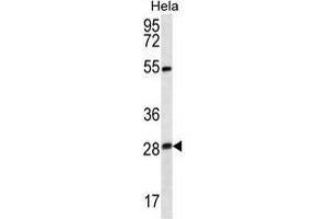 TSN Antibody (Center) western blot analysis in Hela cell line lysates (35 µg/lane). (Translin 抗体  (Middle Region))