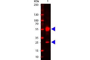 Human IgG (H&L) Antibody 680 Conjugated - Western Blot. (山羊 anti-人 IgG (Heavy & Light Chain) Antibody (DyLight 680) - Preadsorbed)