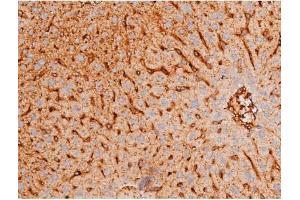 ABIN6267578 at 1/200 staining Mouse liver tissue sections by IHC-P. (FOXO4 抗体  (pThr451))