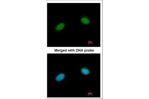 Immunofluorescence (IF) image for anti-X-Ray Repair Complementing Defective Repair in Chinese Hamster Cells 3 (XRCC3) (C-Term) antibody (ABIN2857069)