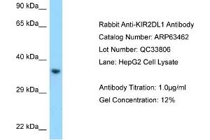 Western Blotting (WB) image for anti-Killer Cell Immunoglobulin-Like Receptor, Two Domains, Long Cytoplasmic Tail, 1 (KIR2DL1) (C-Term) antibody (ABIN2789507)