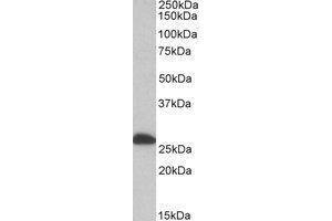 AP21283PU-N ETFB antibody staining of Human Liver lysate at 0. (ETFB 抗体  (Internal Region))