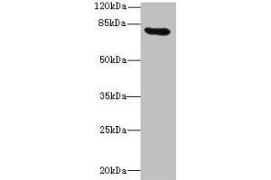 Western blot All lanes: RAD17 antibody at 12 μg/mL + Mouse thymus tissue Secondary Goat polyclonal to rabbit IgG at 1/10000 dilution Predicted band size: 78, 76, 58, 67 kDa Observed band size: 78 kDa (RAD17 抗体  (AA 1-270))