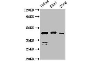 Western Blot Positive WB detected in Recombinant protein All lanes: VP1 antibody at 2. (VP1 (S1) (AA 288-369) 抗体)