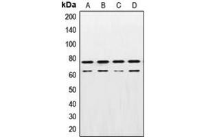 Western blot analysis of Lamin A/C expression in A431 (A), HeLa (B), NIH3T3 (C), PC12 (D) whole cell lysates. (Lamin A/C 抗体  (Center))