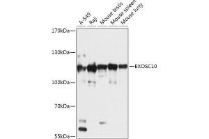 Western blot analysis of extracts of various cell lines, using EXOSC10 antibody (ABIN7267062) at 1:1000 dilution. (EXOSC10 抗体  (AA 586-885))