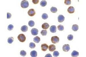 Immunocytochemistry of ILP-2 in HepG2 cells with AP30430PU-N ILP-2 antibody at 10 μg/ml. (ILP-2 抗体)