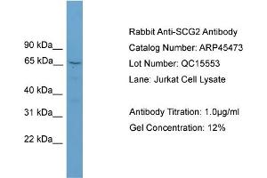 WB Suggested Anti-SCG2  Antibody Titration: 0. (SCG2 抗体  (N-Term))