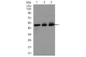 Image no. 5 for anti-E2F Transcription Factor 1 (E2F1) antibody (ABIN1491636) (E2F1 抗体)