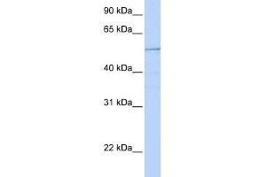 WB Suggested Anti-HNF1B Antibody Titration:  0. (HNF1B 抗体  (N-Term))