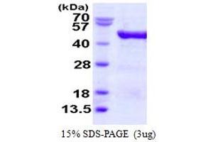 SDS-PAGE (SDS) image for Eukaryotic Translation Initiation Factor 4A3 (EIF4A3) (AA 1-411) protein (His tag) (ABIN667633) (EIF4A3 Protein (AA 1-411) (His tag))