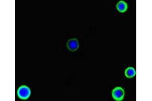 Immunofluorescence (IF) image for anti-rho GDP Dissociation Inhibitor (GDI) gamma (ARHGDIG) (AA 1-225) antibody (ABIN7167911)