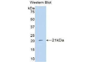 Western Blotting (WB) image for anti-Interferon, alpha 4 (IFNa4) (AA 10-163) antibody (ABIN3209118) (IFNA4 抗体  (AA 10-163))