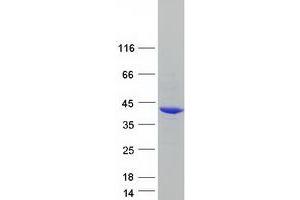 Western Blotting (WB) image for Phytanoyl-CoA 2-Hydroxylase Interacting Protein (PHYHIP) (Transcript Variant 2) protein (Myc-DYKDDDDK Tag) (ABIN2728872)