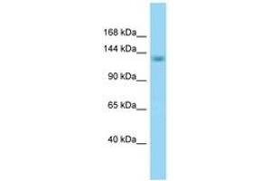 Image no. 1 for anti-RNA Binding Motif Protein 16 (RBM16) (AA 645-694) antibody (ABIN6748332) (RBM16 抗体  (AA 645-694))