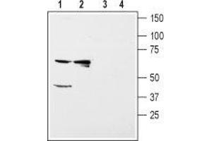 Western blot analysis of rat kidney (lanes 1 and 3) and liver (lanes 2 and 4) membranes: - 1,2. (KIR5.1 抗体  (C-Term, Intracellular))
