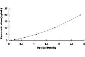 SLC39A6 ELISA 试剂盒