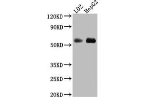 Western Blot Positive WB detected in: L02 whole cell lysate, HepG2 whole cell lysate All lanes: Monoamine Oxidase B Antibody at 1:1000 Secondary Goat polyclonal to rabbit IgG at 1/50000 dilution Predicted band size: 59, 47 kDa Observed band size: 59 kDa