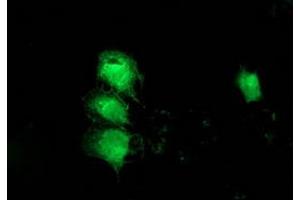 Anti-MGLL mouse monoclonal antibody (ABIN2454564) immunofluorescent staining of COS7 cells transiently transfected by pCMV6-ENTRY MGLL (RC218358). (MGLL 抗体)
