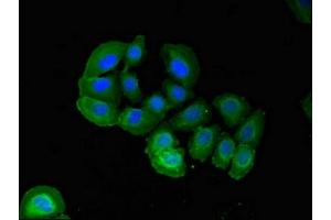 Immunofluorescent analysis of A549 cells using ABIN7162663 at dilution of 1:100 and Alexa Fluor 488-congugated AffiniPure Goat Anti-Rabbit IgG(H+L) (PARD6A 抗体  (AA 248-344))