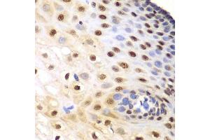 Immunohistochemistry (Paraffin-embedded Sections) (IHC (p)) image for anti-Karyopherin alpha 1 (Importin alpha 5) (KPNA1) (AA 1-300) antibody (ABIN3022472)