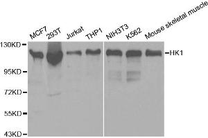 Western blot analysis of extracts of various cell lines, using HK1 antibody (ABIN5970413) at 1/500 dilution. (Hexokinase 1 抗体)