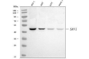 Western blot analysis of SAV1 using anti-SAV1 antibody (ABIN7602478).
