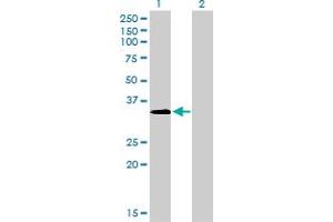 Western Blot analysis of MSI2 expression in transfected 293T cell line by MSI2 monoclonal antibody (M08), clone 2D12. (MSI2 抗体  (AA 1-328))